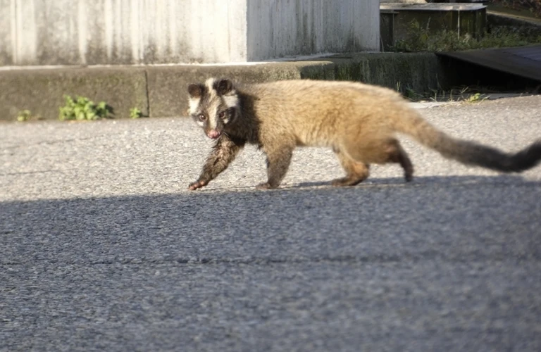 鎌ヶ谷市のハクビシン被害は当社へ｜千葉県の害獣駆除ならベイトータルサービスジャパン株式会社