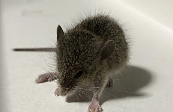 家の中にネズミが！｜東京都江戸川区のネズミ捕獲ならベイトータルサービスジャパン株式会社