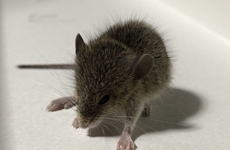 家の中にネズミが！｜東京都江戸川区のネズミ捕獲ならベイトータルサービスジャパン株式会社