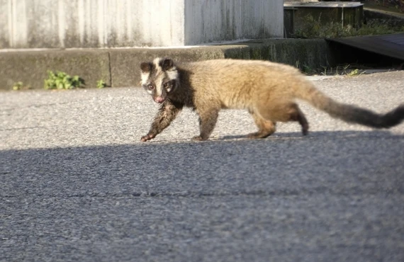 松戸市のハクビシンの被害のご依頼は当社へ｜千葉県の害獣駆除ならベイトータルサービスジャパン株式会社