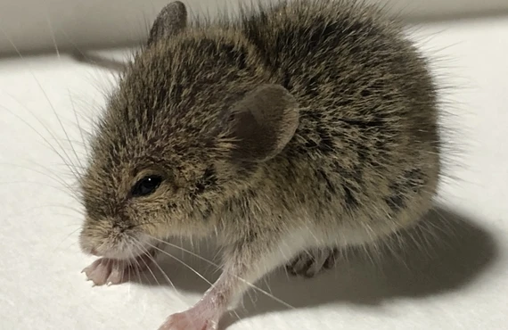 松戸市のネズミ捕獲は当社へ｜千葉県の害獣駆除ならベイトータルサービスジャパン株式会社