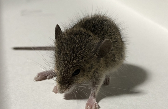 浦安市のネズミ被害は当社へ｜千葉県浦安市内のネスミ捕獲ならベイトータルサービスジャパン株式会社