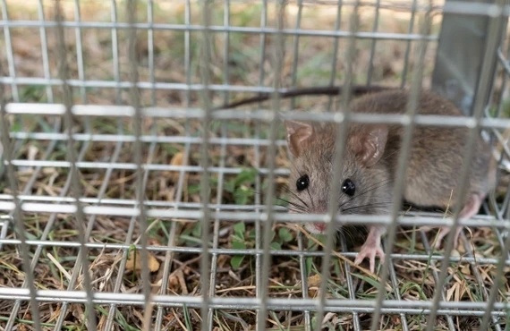 さいたま市のネズミ被害は当社へ｜埼玉県さいたま市の害獣捕獲ならベイトータルサービスジャパン株式会社