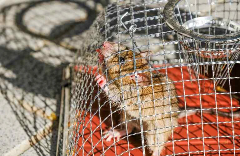 捕獲を実施 | 千葉県市川市の害獣駆除ならベイトータルサービスジャパン株式会社