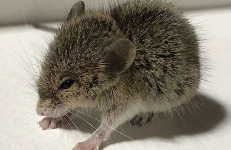 習志野市のネズミ被害は当社へ｜千葉県の害獣駆除ならベイトータルサービスジャパン株式会社