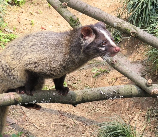 習志野市のハクビシン捕獲なら当社へ｜千葉県の害獣駆除ならベイトータルサービスジャパン株式会社