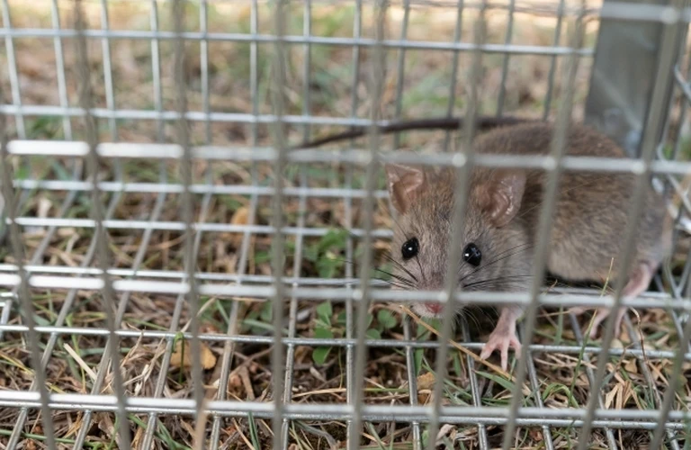 江東区のネズミ被害は当社へ｜東京都江東区の害獣捕獲ならベイトータルサービスジャパン株式会社